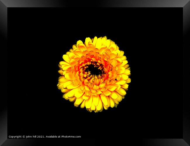 Yellow Chrysanthemum. Framed Print by john hill