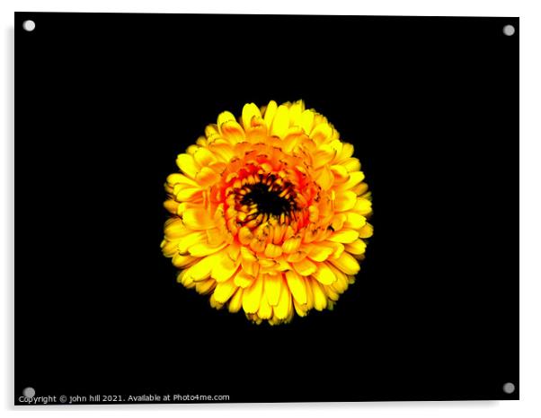 Yellow Chrysanthemum. Acrylic by john hill