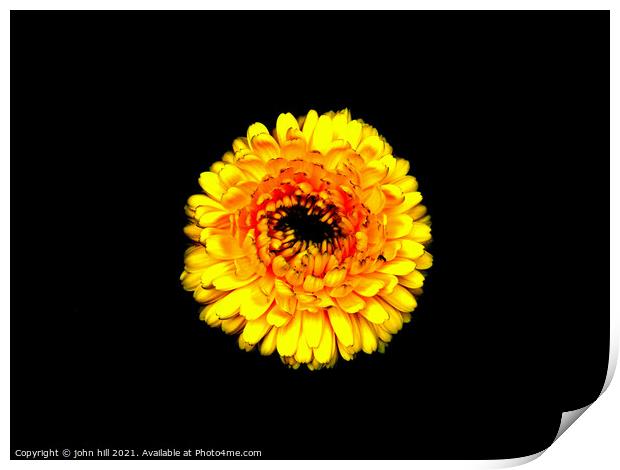 Yellow Chrysanthemum. Print by john hill