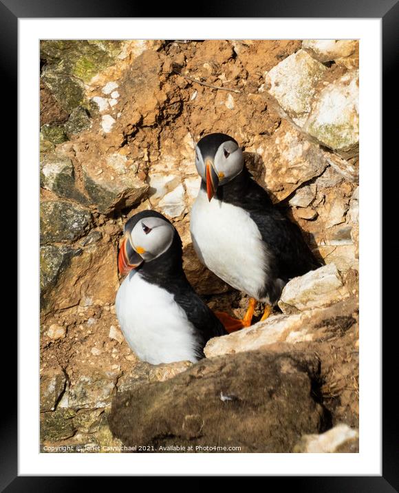 The Puffins Rocky Home Framed Mounted Print by Janet Carmichael