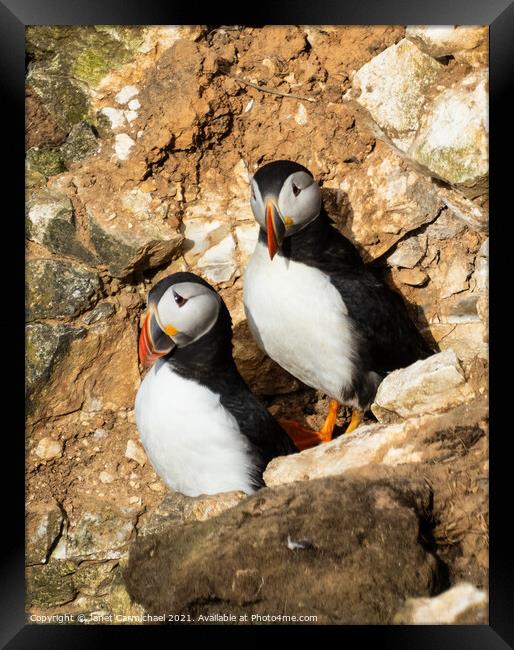 The Puffins Rocky Home Framed Print by Janet Carmichael