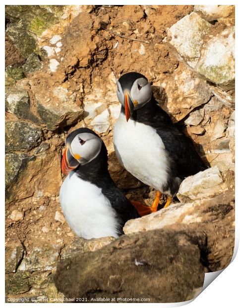 The Puffins Rocky Home Print by Janet Carmichael