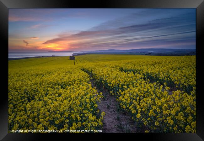 The Rapeseed Fields Of Chale Isle Of Wight Framed Print by Wight Landscapes