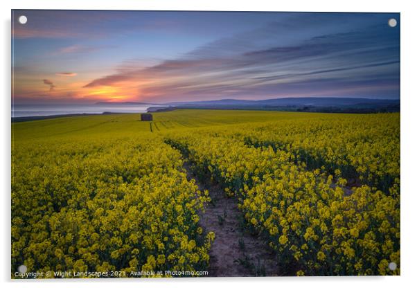 The Rapeseed Fields Of Chale Isle Of Wight Acrylic by Wight Landscapes
