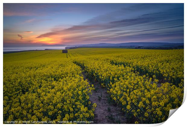 The Rapeseed Fields Of Chale Isle Of Wight Print by Wight Landscapes