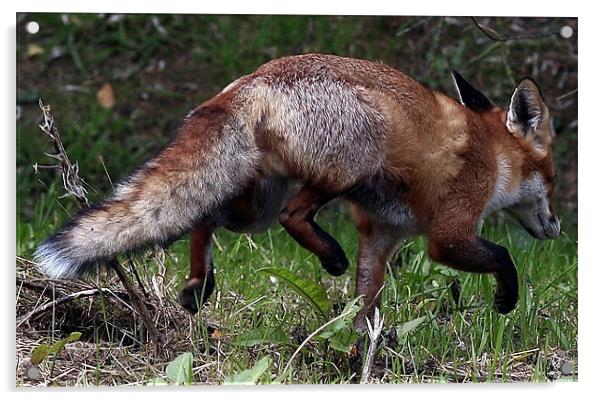 The Fox Trot Acrylic by Trevor White