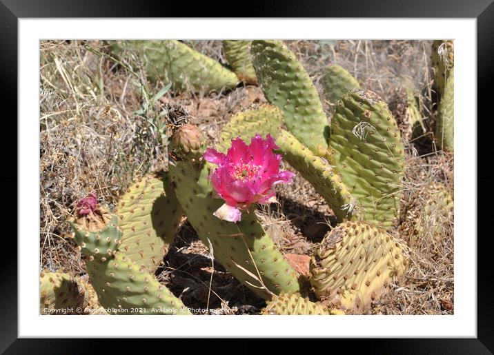 Flowering Desert Cactus Framed Mounted Print by Sam Robinson