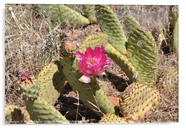 Flowering Desert Cactus Acrylic by Sam Robinson