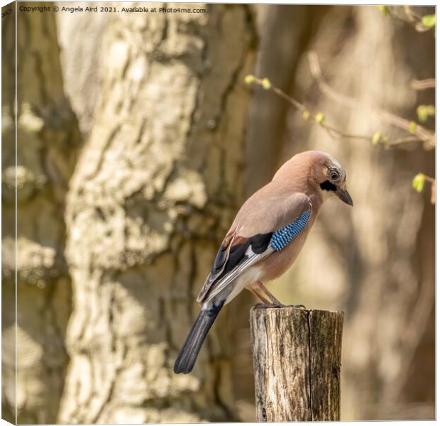 Jay. Canvas Print by Angela Aird