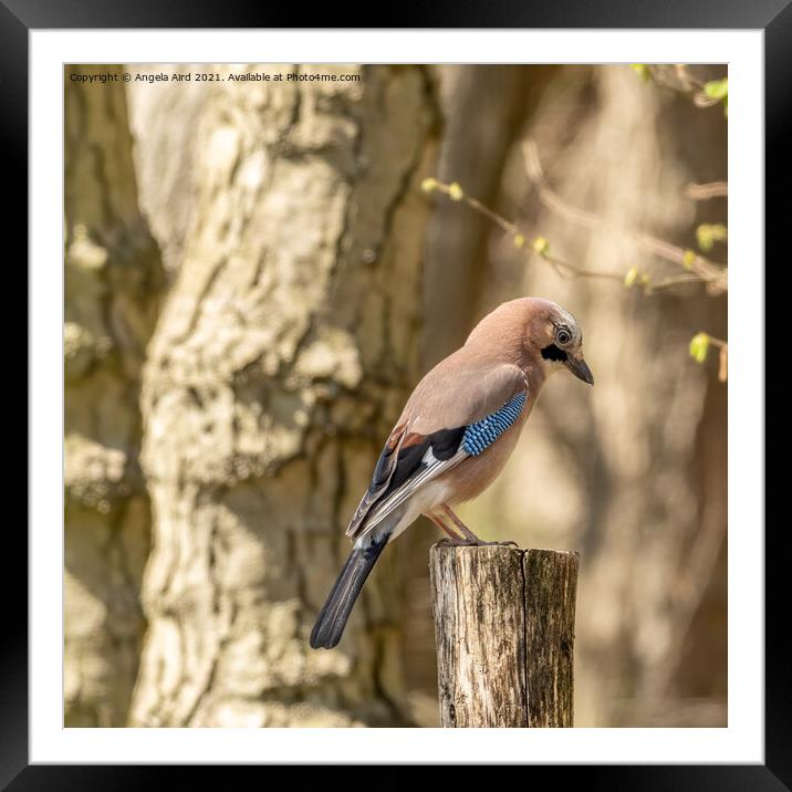 Jay. Framed Mounted Print by Angela Aird