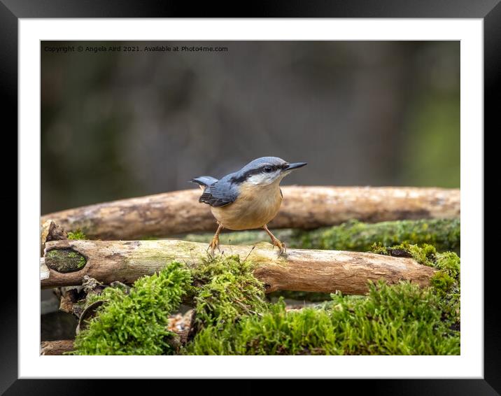 Nuthatch. Framed Mounted Print by Angela Aird