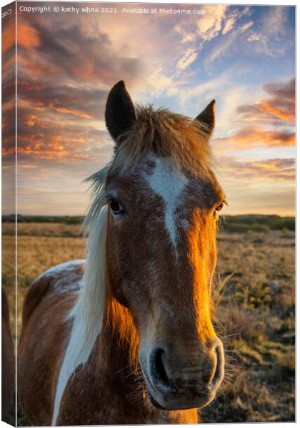 horse at sunset,portrait of a horse Canvas Print by kathy white