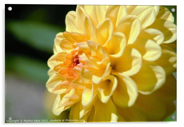 Dahlia Georginia yellow flower Acrylic by Paulina Sator