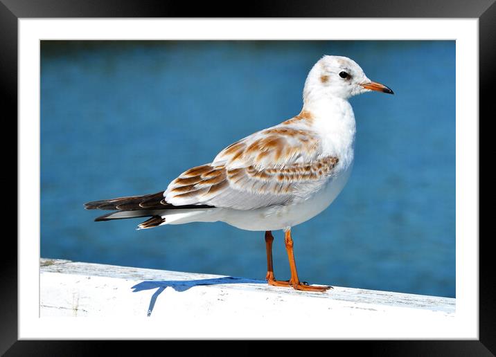 Watching the seagull Framed Mounted Print by Paulina Sator