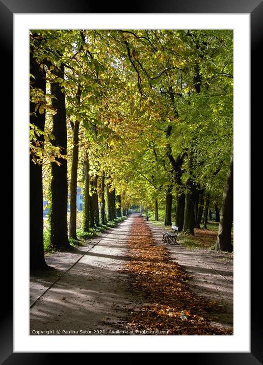 Walking through the Avenue of chestnuts  Framed Mounted Print by Paulina Sator