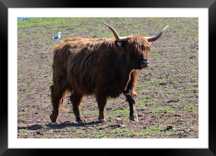 Highland cow Framed Mounted Print by Allan Durward Photography
