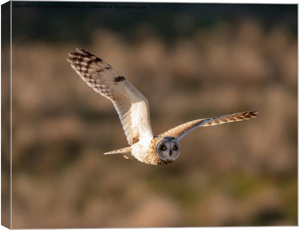Majestic Short Eared Owl Hunting Canvas Print by tammy mellor