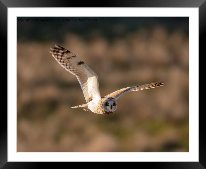 Majestic Short Eared Owl Hunting Framed Mounted Print by tammy mellor