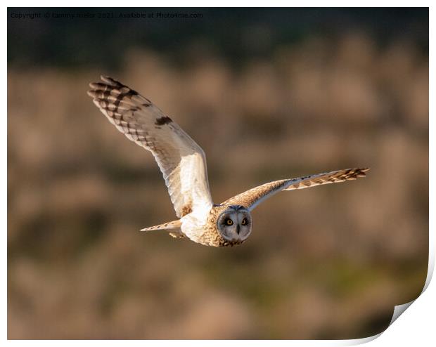Majestic Short Eared Owl Hunting Print by tammy mellor