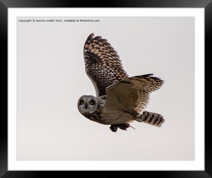 Majestic Short Eared Owl in Flight Framed Mounted Print by tammy mellor