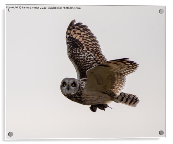 Majestic Short Eared Owl in Flight Acrylic by tammy mellor