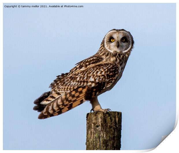 Majestic Short Eared Owl Print by tammy mellor