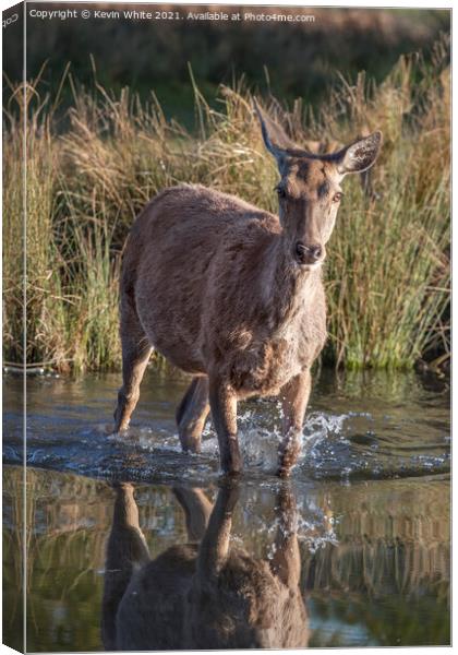 Deer in water Canvas Print by Kevin White