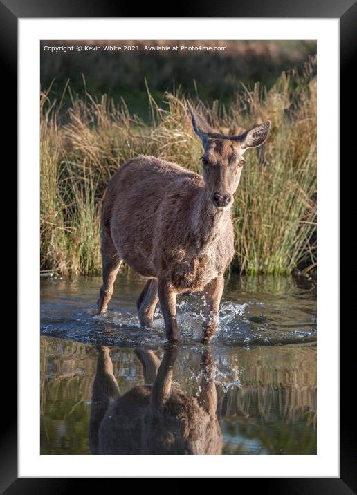 Deer in water Framed Mounted Print by Kevin White