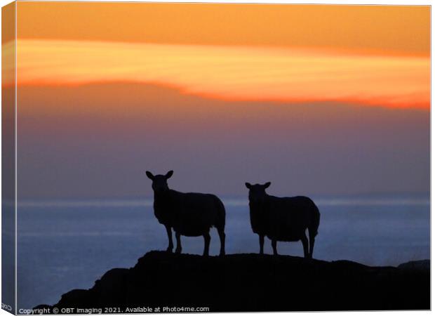 Sunset Sheep Silhouette Canvas Print by OBT imaging