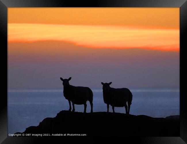 Sunset Sheep Silhouette Framed Print by OBT imaging
