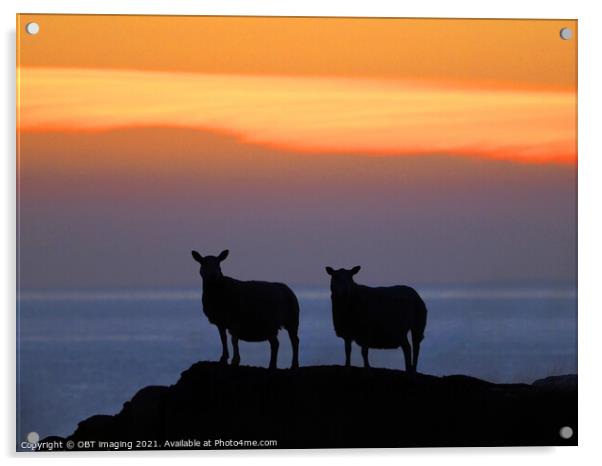 Sunset Sheep Silhouette Acrylic by OBT imaging