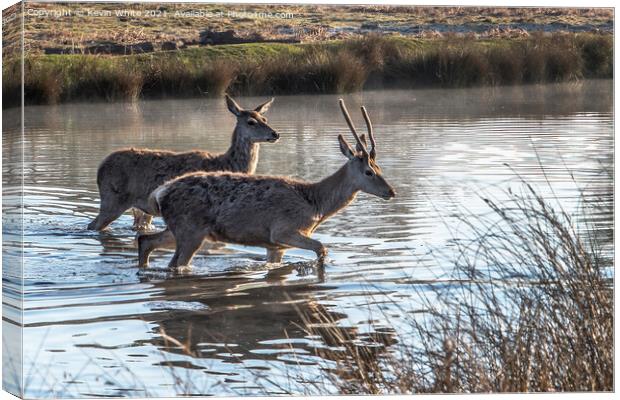 Two young deer crossing the pond Canvas Print by Kevin White