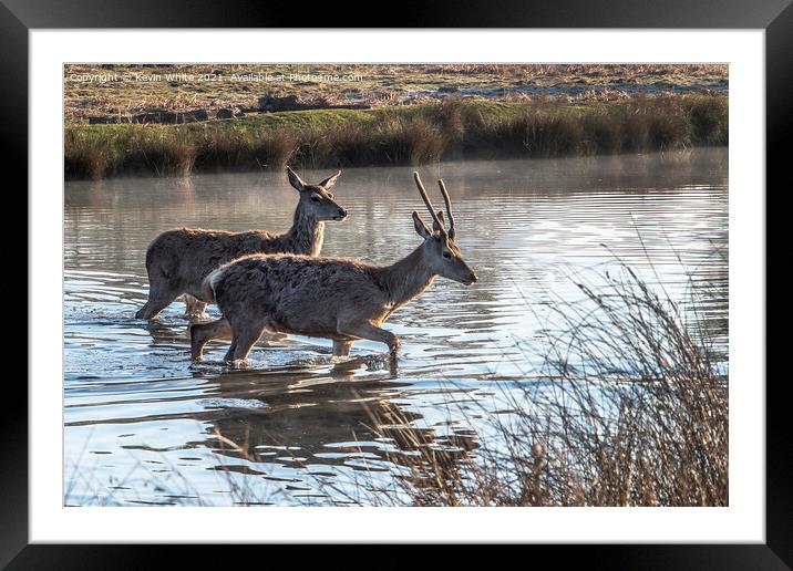 Two young deer crossing the pond Framed Mounted Print by Kevin White