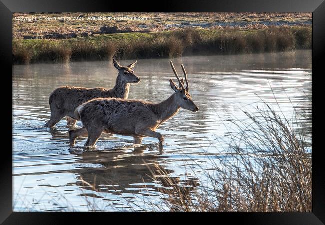 Two young deer crossing the pond Framed Print by Kevin White