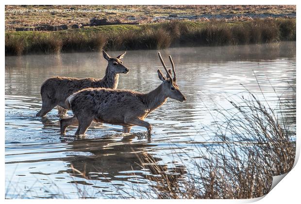 Two young deer crossing the pond Print by Kevin White