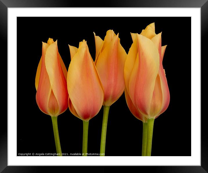 Peach Tulips Framed Mounted Print by Angela Cottingham