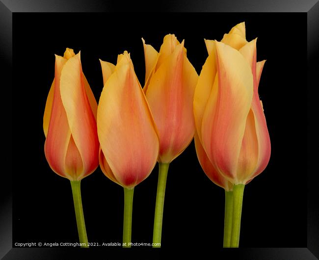 Peach Tulips Framed Print by Angela Cottingham