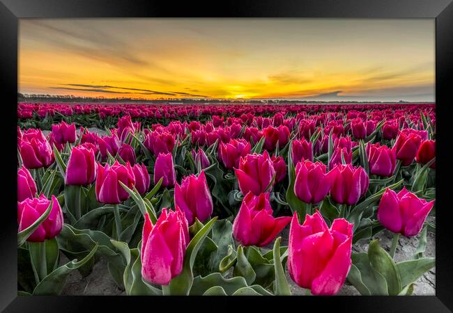 Dutch Tulip Field at Dawn Framed Print by Arterra 