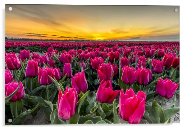 Dutch Tulip Field at Dawn Acrylic by Arterra 