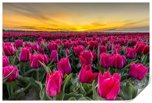 Dutch Tulip Field at Dawn Print by Arterra 