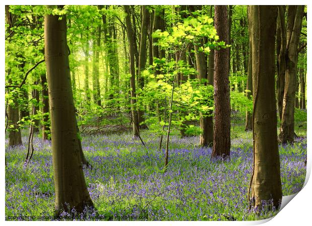 Bluebell wood Print by Simon Johnson