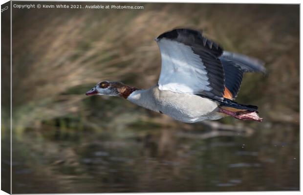 Egyptian goose in flight Canvas Print by Kevin White