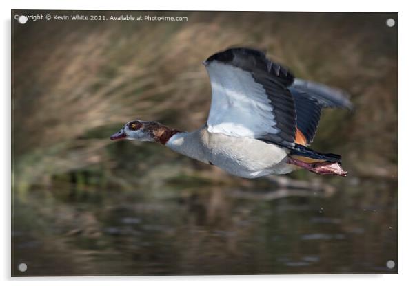 Egyptian goose in flight Acrylic by Kevin White