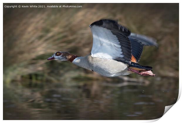 Egyptian goose in flight Print by Kevin White