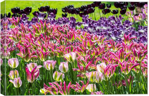 Colourful Tulips in Springtime Canvas Print by Arterra 