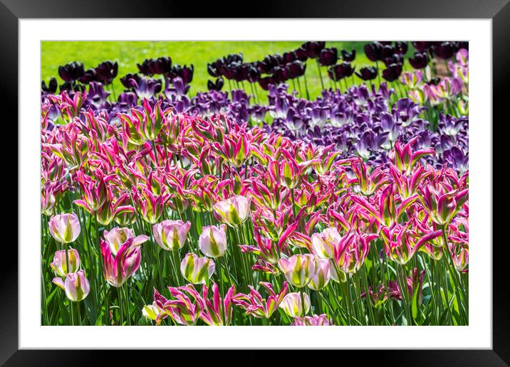Colourful Tulips in Springtime Framed Mounted Print by Arterra 