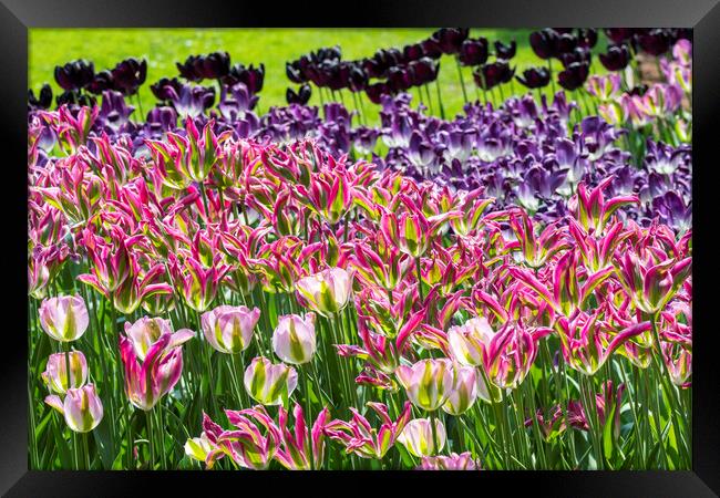 Colourful Tulips in Springtime Framed Print by Arterra 
