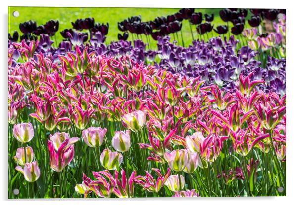 Colourful Tulips in Springtime Acrylic by Arterra 