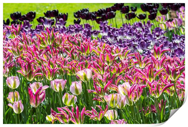 Colourful Tulips in Springtime Print by Arterra 