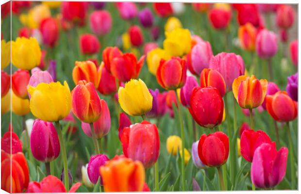 Colorful Dutch Tulips in Spring Canvas Print by Arterra 